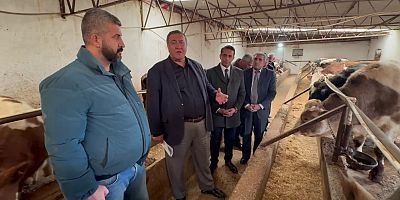 CHP’li Gürer: Büyükbaş Hayvan Varlığında 4 Milyon Baş Eksildi