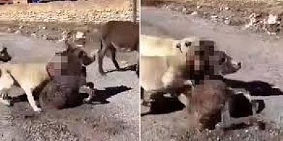 Çoban Köpeklerini, Eşek Yavrusuna Saldırtan Şüpheli Yakalandı