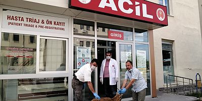Çobanın bulduğu yaban keçisi tedavi altına alındı