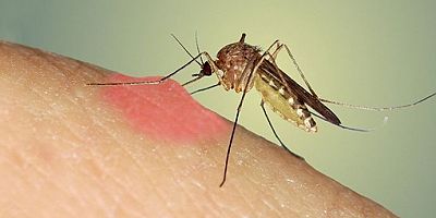 Covid-19 Sivrisinekler Yoluyla Bulaşamaz