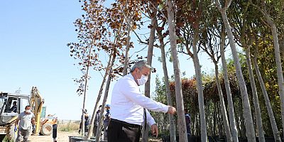 Daha Yeşil Bir Melikgazi İçin Tır Tır Ağaçlar Yolda 