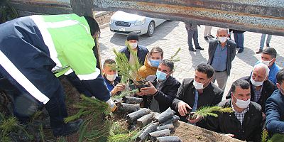 Daha Yeşil Develi İçin 30 Bin Fidan Dağıtıldı