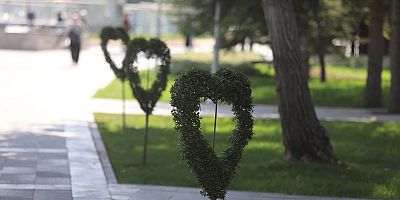 Dekoratif Çiçek Ve Bitkiler Büyükşehir’den