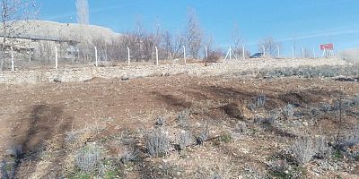 Develi Belediyesinden 5.500 Lavanta Fidesi Ekimi