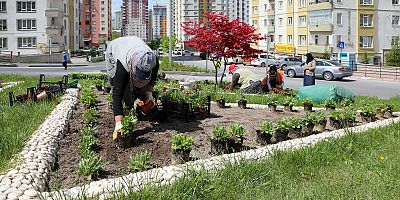 Dört Bin Yana 100 Bin Çiçek; Talas Çiçek Açıyor