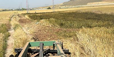 Elektrik Direğinden Çıkan Kıvılcım Tarım Arazisine Düştü: Çiftçiler Mağduriyetlerinin Giderilmesini İstiyor