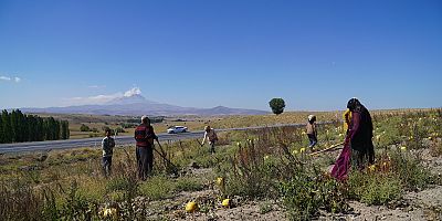 Erciyes’in Eteklerinde Kabak Çekirdeği Hasadı