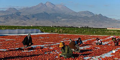 Erciyes'in Eteklerine Domates Serildi