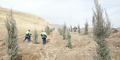 Erciyes Yolunda Ağaç Dikimi Başladı