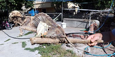 Evin bodrumunda odun ararken hayvan iskeleti buldu