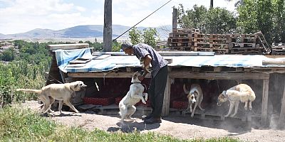Evinin Bahçesine Yaptığı Kulübelerde 70 Köpeğe Bakıyor