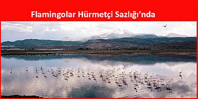 Flamingolar Hürmetçi Sazlığı’nda
