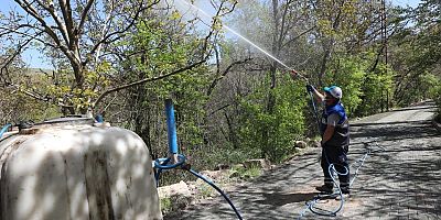 Gesi’de Ceviz Ağaçları İlaçlandı