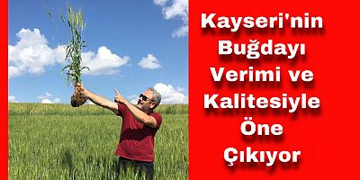 Halis Buğday Verim ve Kalitesiyle Öne Çıkıyor