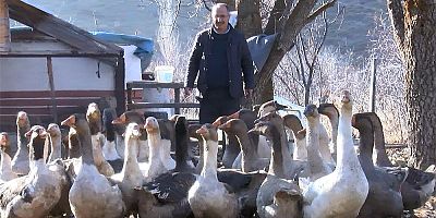Hobi Olarak Kaz Yetiştiriciliğine Başladı, Şimdi Çiftlik Kurdu
