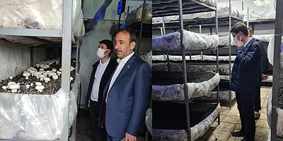 İki Kardeş 30 Ton Kapasiteli Mantar Tesisi Açtı 