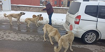 İncesu’da Sokak Hayvanlarına Besleme