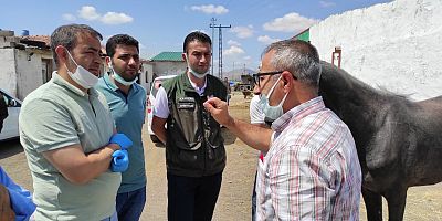 İncesu’da Tek Tırnaklı Hayvanlara Mikroçip Takılmaya Başlandı 