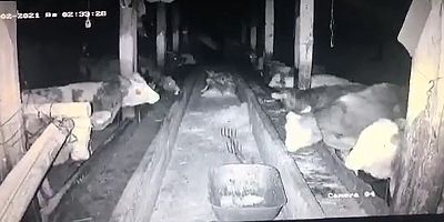 İneklerin Deprem Anında, Ahırdaki Hareketliliği Kamerada