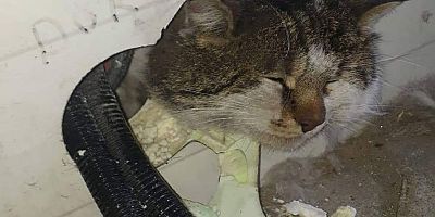İnşaatta mahsur kalan kediyi itfaiye kurtardı
