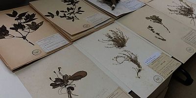 İşte Türkiye'nin Bitki Kütüphanesi: 37 Bin Bitki Örneği Var