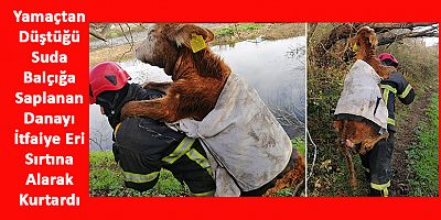 İtfaiye Eri Balçığa Saplanan Danayı Kurtarıp Sırtında Taşıdı