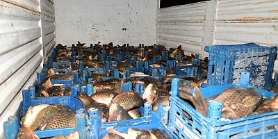 Kaçak Avlanan 1,5 Ton Balığa El Konuldu
