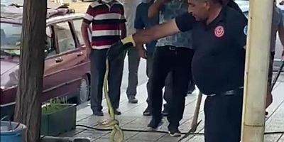 Kaldırım Taşlarının Altında Fark Edilen Yılan Doğaya Bırakıldı