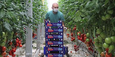 Katı Atıktan Depolama Tesisinde Gübre Domates ve Elektrik Üretiliyor