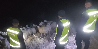 Kaybolan 45 Koyunu Jandarma Ekipleri Buldu