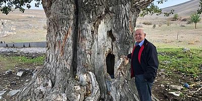 Kayseri 300 Yıllık Akkavak Ağacı Tespit Edildi