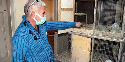 Kayseri'de 100 Güvercinin Çalındığı İddiası