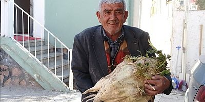 Kayseri’de 17,5 Kiloluk Şeker Pancarı Dikkat Çekti