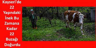 Kayseri'de 22 Yaşındaki İnek, Bu Zamana Kadar 22 Buzağı Doğurdu
