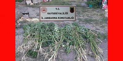 Kayseri’de 236 Kök Hint Keneviri Ele Geçirildi: 1 Gözaltı