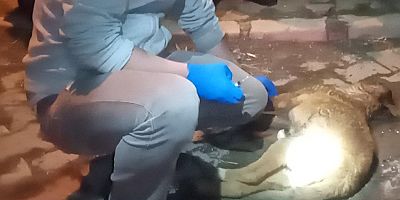 Kayseri’de 3 Köpeğin Zehirlendiği İddiası
