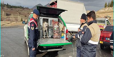 Kayseri’de 3’üncü defa başıboş pitbull yakalandı