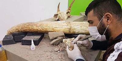 Kayseri'de 3 Yılda Bine Yakın Fosil Bulundu