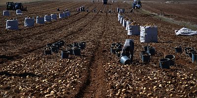 Kayseri'de 540 Bin Ton Patates Rekoltesi Bekleniyor