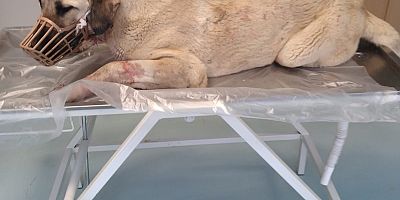 Kayseri’de Aracın Çarptığı Yaralı Köpeğe Polisler Yardım Etti