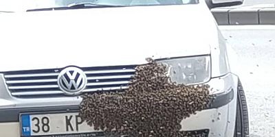 Kayseri’de Arı Bir Otomobile Oğul Verdi