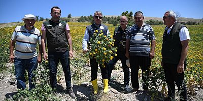 Kayseri’de Aspir Ekim Alanı 5 Kat Arttı