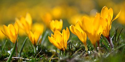 Kayseri'de Baharın Müjdecisi Sarıçiğdemler Çiçek Açtı
