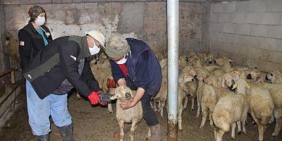 Kayseri'de Besici ve Çiftçiler, 1 Mayıs'ta Çalıştı
