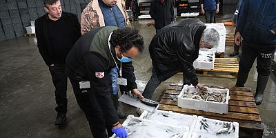 Kayseri’de Bin 400 Kilo İstavrit Balığına El Konuldu