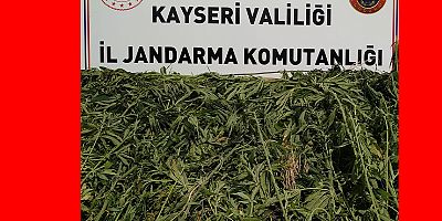 Kayseri’de Bin 708 Kök Kenevir Ele Geçirildi