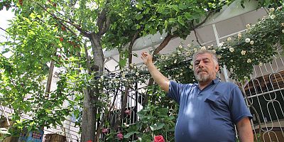 Kayseri'de Bir Ağaçta 7 Farklı Meyve Yetiştirdi
