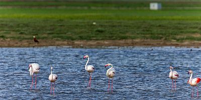 Kayseri’de Flamingolar Yıllar Sonra Tuzla Palas Gölü’ne Döndü