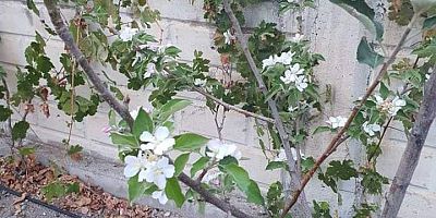 Kayseri’de Güneşe Aldanan Elma Ağacı Çiçek Açtı