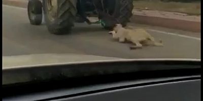 Kayseri'de Hayvana Vahşet!